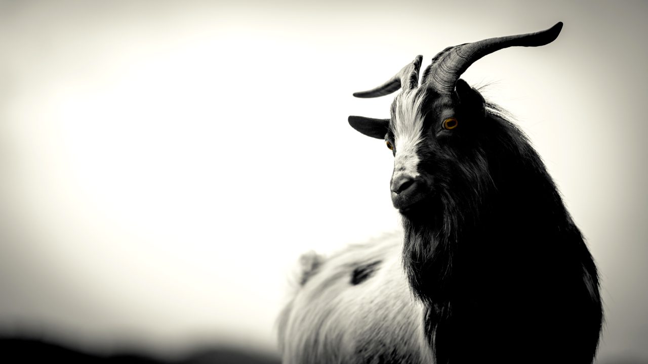 Big,Horns,-,Black,And,White,Photo,-,Black,And